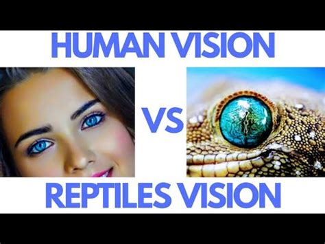 How Cultural Context Shapes the Understanding of a Deceased Reptile Vision