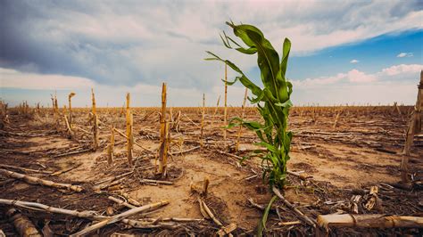 How Decreased Soil Moisture Affects Crop Yields