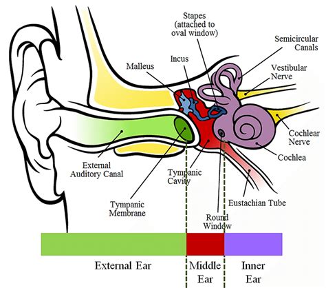 How Does an Unwelcome Insect Find Its Way Into the Auditory Canal?