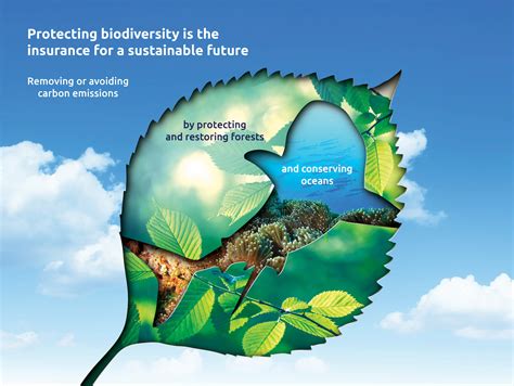 How Enormous Leaves Contribute to Plant Resilience in Diverse Environments