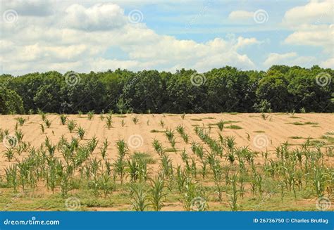 How the Portrayal of a Parched Cornfield Reflects Societal Concerns