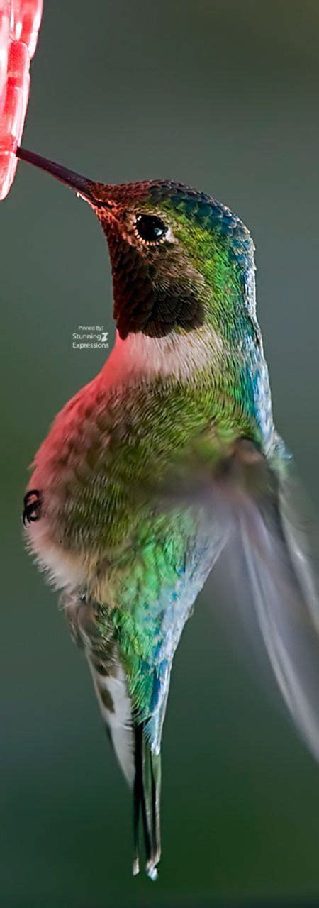 Hummingbird Encounters: Expressions of Passion and Affection