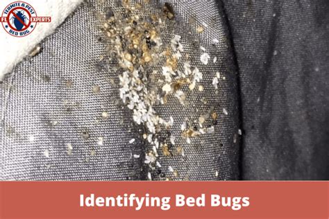 Identifying Bed Bugs: Recognizing the Presence of Bed Bugs in Real Life