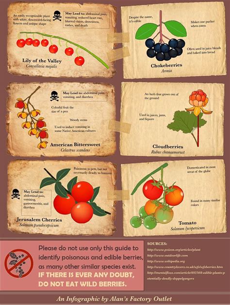 Identifying Hazardous Fruit: Learning to Spot Toxic Berries in Their Natural Habitat