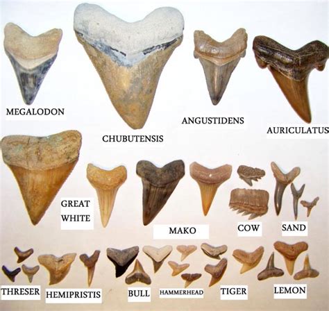 Identifying Shark Teeth: A Beginner's Introduction