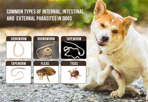 Identifying the signs of canine worm infestation