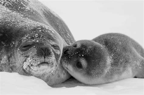 Immerse Yourself in the Fascinating Behavior of Seals