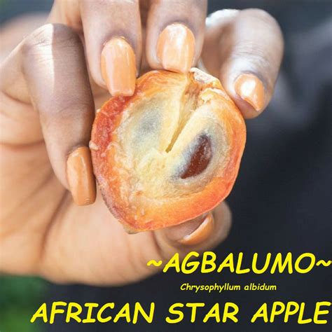 Immerse in the Aroma and Flavors of the Exquisite African Star Apple