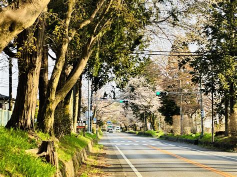 Immerse in the Beauty of Nature: Exploring the Enchanting Cherry Blossom Trail