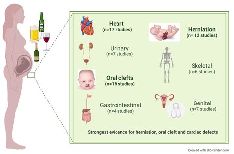 Impact of Alcohol on Fetal Development