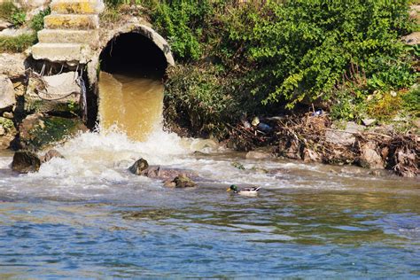 Impacts of Pollution on River Ecosystems