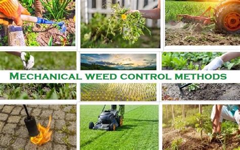 Implementing Effective Pest and Weed Control Measures