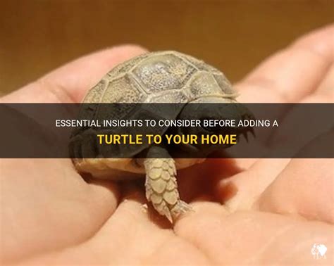 Important Factors to Consider Before Becoming a Turtle Owner