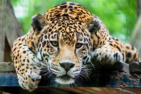 In the Heart of the Jungle: Exploring the Jaguar's Habitat