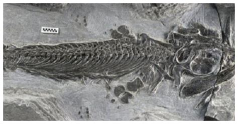 Incredible Fossils: Safeguarding the Enigmas of Infantiant Reptiles