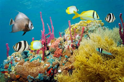 Indulge in the Beauty of Marine Life: Spotting Colorful Fish and Coral Reefs