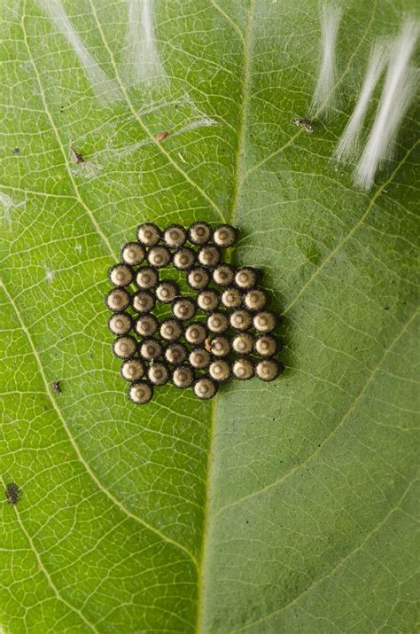 Insect Eggs as a Metaphor for New Beginnings