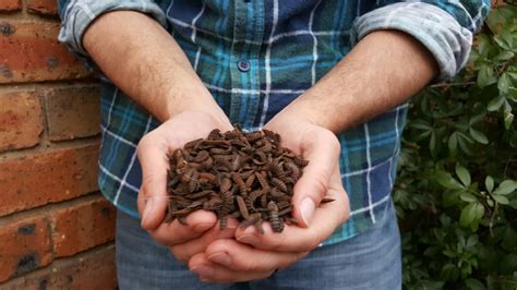 Insect Farming: Addressing Global Food Security Challenges and Embracing New Opportunities