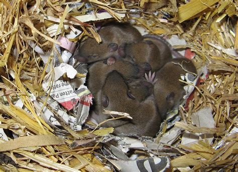 Inside the Dwellings of Rodents: Nesting Patterns and Behaviors