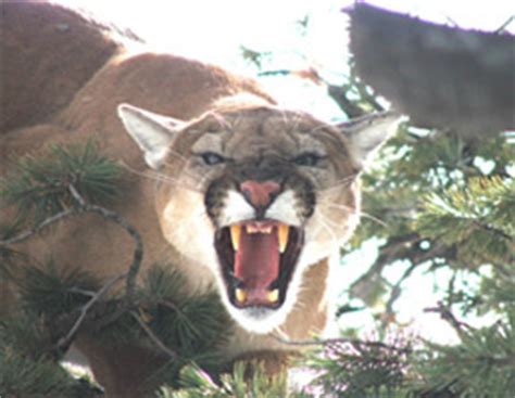 Insights Gained: Decoding Cougar Behavior