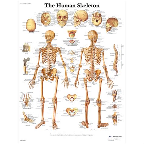 Insights for Analyzing and Exploring Dreams Involving Human Skeletal Remains