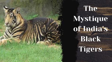 Inspiration or Menace? The Dichotomy of the Enigmatic Black Tiger's Symbolism