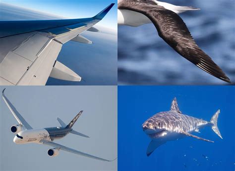 Inspired by Birds: How Nature Continues to Shape Aviation Innovations