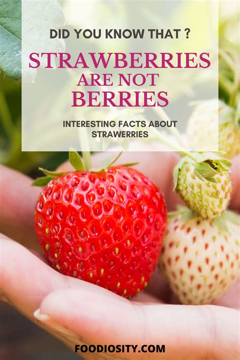 Interesting Tidbits About Strawberries: Surprising Trivia About Everyone's Beloved Fruit