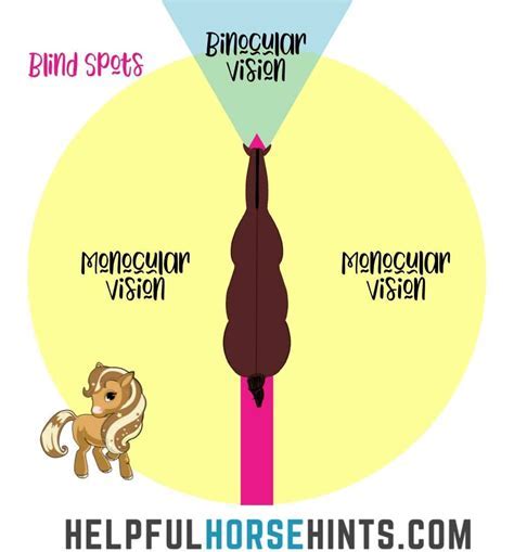 Interpretation and Analysis: Decoding the Intricacies of Your Equine-Feeding Vision