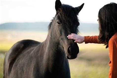 Interpretations of the Horse's Response in the Dream: Unraveling its Possible Meanings