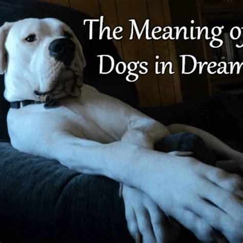 Interpreting Dreams about Animals: Dog Symbolism