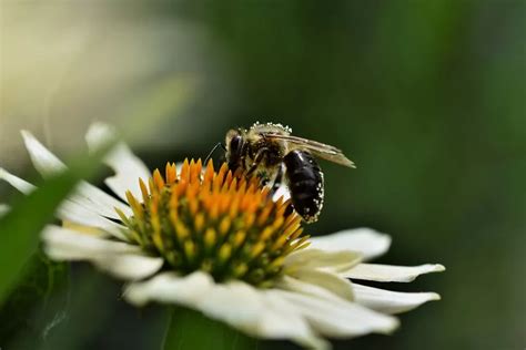 Interpreting Dreams about Beehives: A Comprehensive Guide