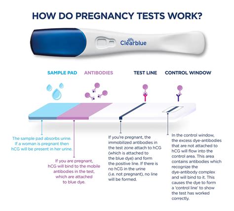 Interpreting Pregnancy Tests: Comparing Accuracy