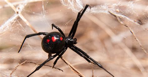 Interpreting the Bite of the Dark Widow Arachnid as a Sign of Caution