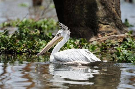 Interpreting the Enigmatic Black Pelican: Reflecting on Personal Insights