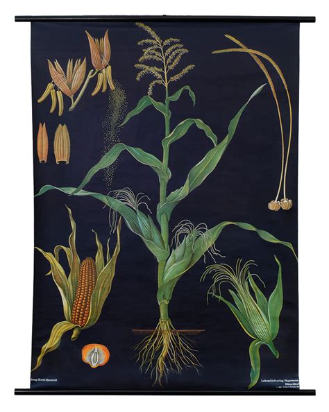 Interpreting the Psychological Significance of Maize Botanical Specimen Visions