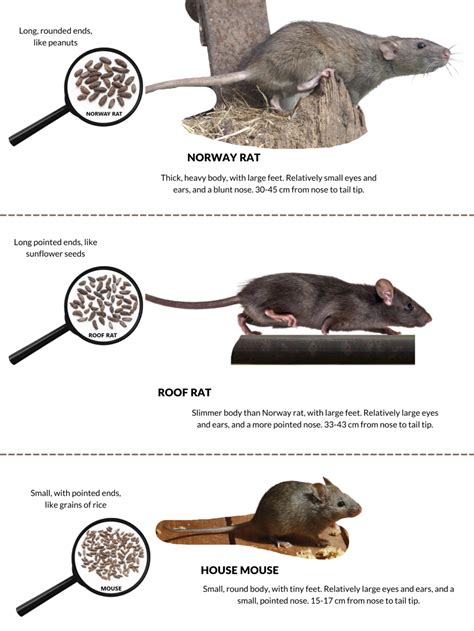 Interpreting the Significance of Rodents in Dreams: Unraveling Distinctions between Mice and Rats