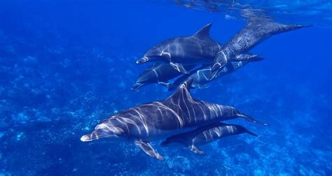 Into the Deep Blue: Exploring a Dolphin's Natural Habitat