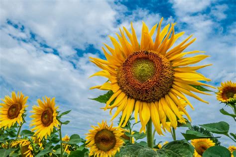 Introduction: Nurturing and Tending to Enormous Sunflowers