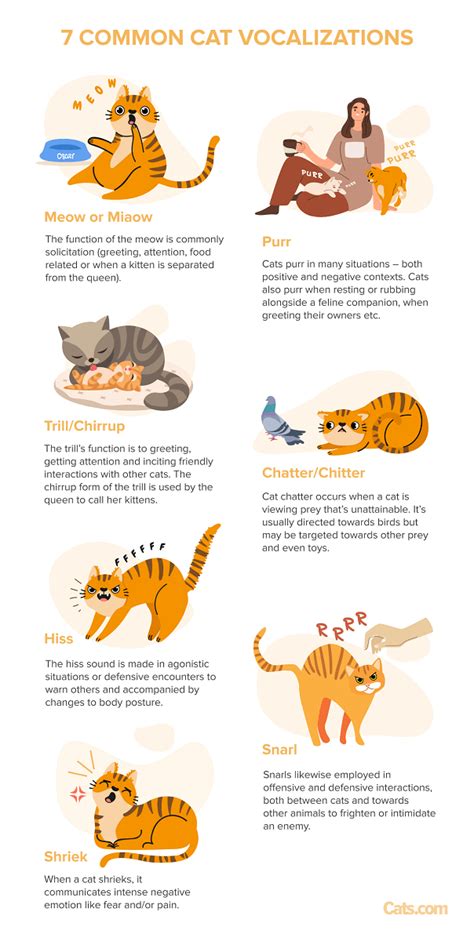 Investigating the Connection Between Nightmares and Vocalization Episodes in Felines