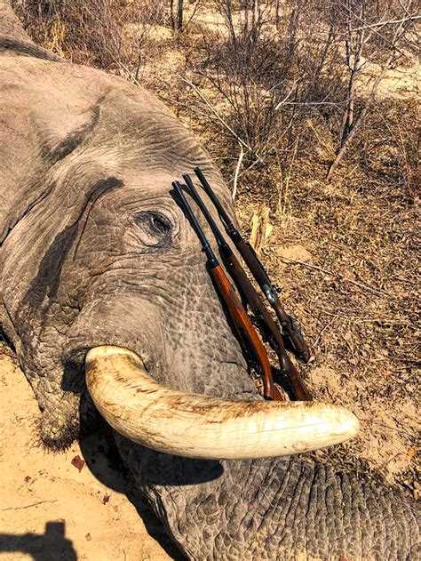 Investigating the Connection between Stress and Deadly Hunts in Elephant Reveries