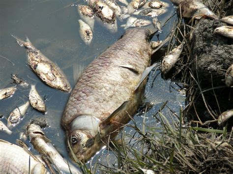 Investigating the Impact of Pollution on the Enigmatic Dream Fish and Their Fragile Ecosystem