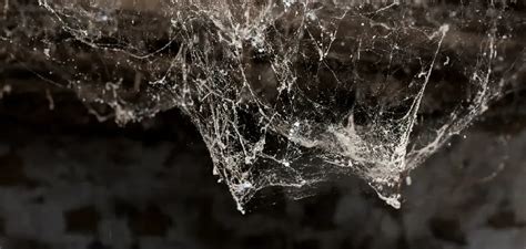 Keeping Cobwebs at Bay: A Step-by-Step Approach to Eliminating and Preventing Cobwebs 