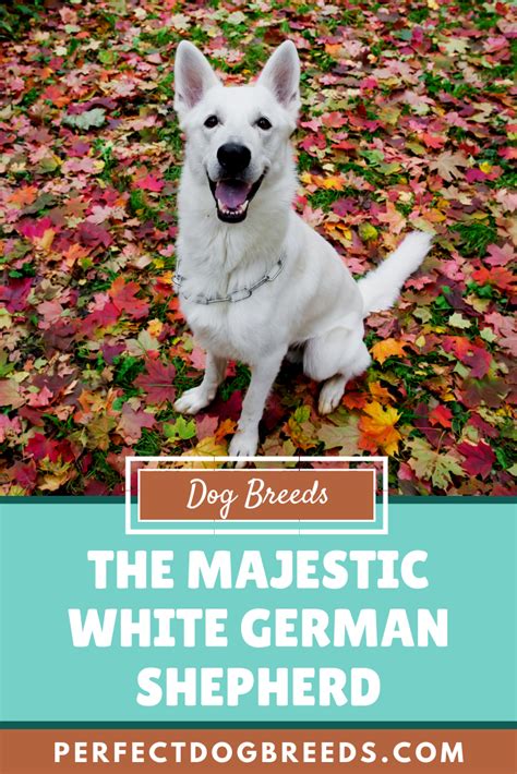 Key Traits and Characteristics of Majestic White German Shepherds