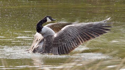 Killing a Goose in Dreams: A Metaphor for Personal Transformation