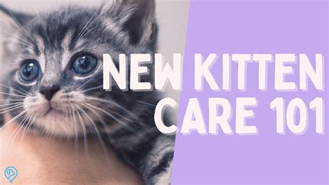 Kitten Care 101: Nurturing Your New Family Member