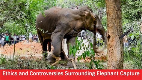 Legal and Ethical Considerations: Controversies Surrounding Elephant Ownership