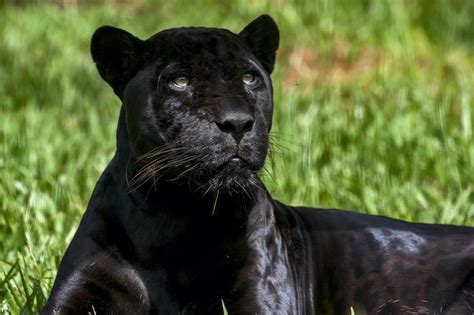 Legends and Lore: The Mythical Significance of Black Jaguar