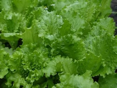 Lettuce Dreams and Personal Growth: Unveiling the Meanings