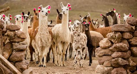 Llamas: Protectors of Their Herds and the Environment